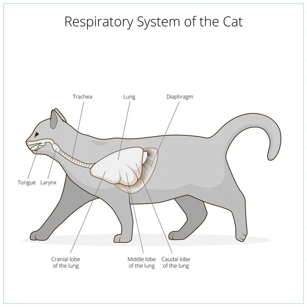 Sistema respiratório da ilustração do vetor do gato —  Vetores de Stock