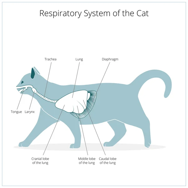 Atmungssystem des Katzenvektors — Stockvektor