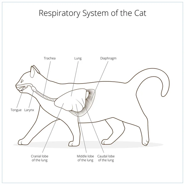 Sistema respiratorio del vector gato ilustración — Vector de stock