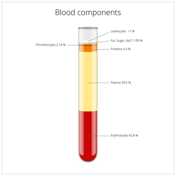 Componenti del sangue illustrazione vettoriale medica — Vettoriale Stock