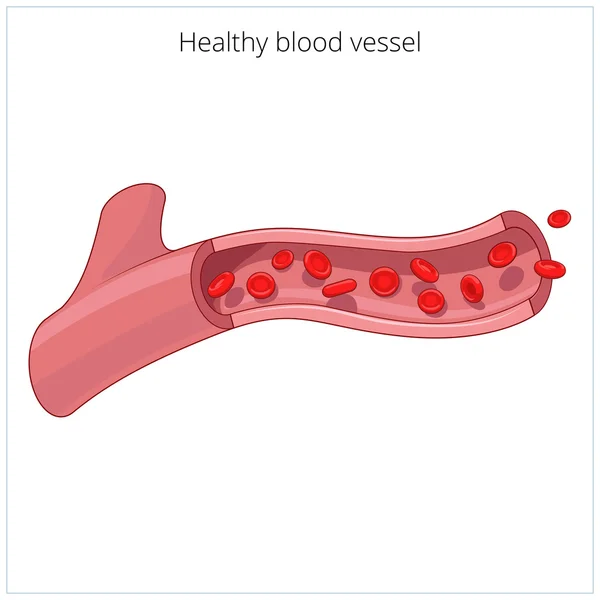 Healthy blood vessel vector illustration — Stock Vector