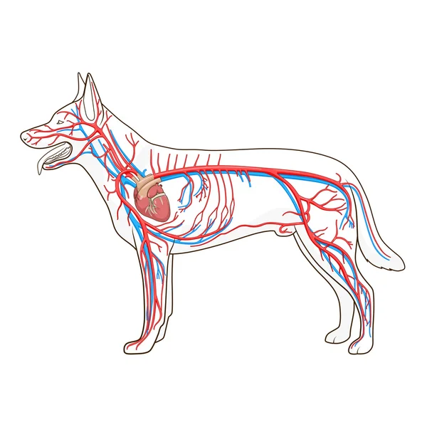 Sistema vascular de la ilustración del vector del perro — Archivo Imágenes Vectoriales