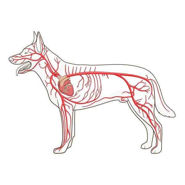 Sistema circolatorio arterioso del vettore cane — Vettoriale Stock