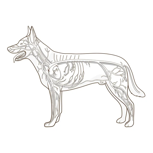 Gefäßsystem des Hundevektors Illustration — Stockvektor