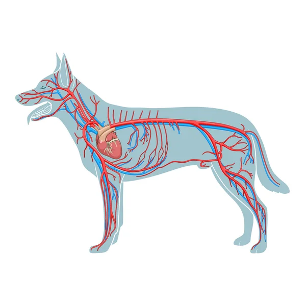 Vascular system of the dog vector illustration — Stock Vector