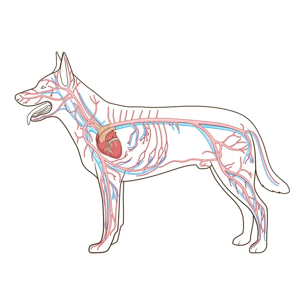 Sistema vascular da ilustração do vetor do cão — Vetor de Stock