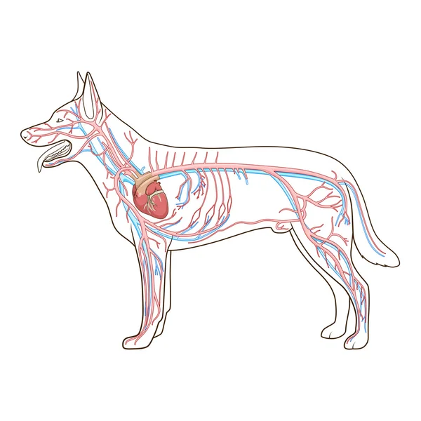 Sistema vascular de la ilustración del vector del perro — Archivo Imágenes Vectoriales