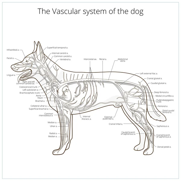 犬のベクトル図の血管系 — ストックベクタ
