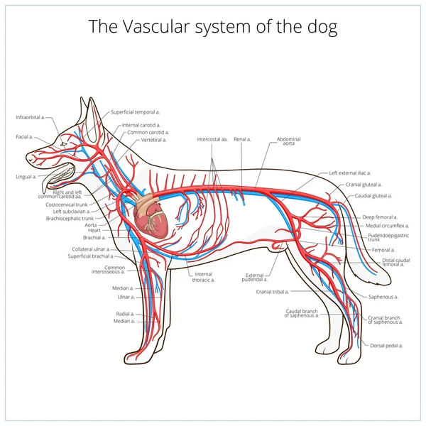 Sistema vascular de la ilustración del vector del perro — Archivo Imágenes Vectoriales