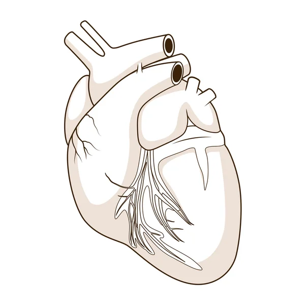 Corazón de un perro vector ilustración — Vector de stock