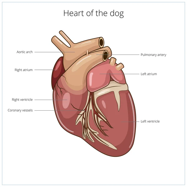 Серце собаки Векторні ілюстрації — стоковий вектор