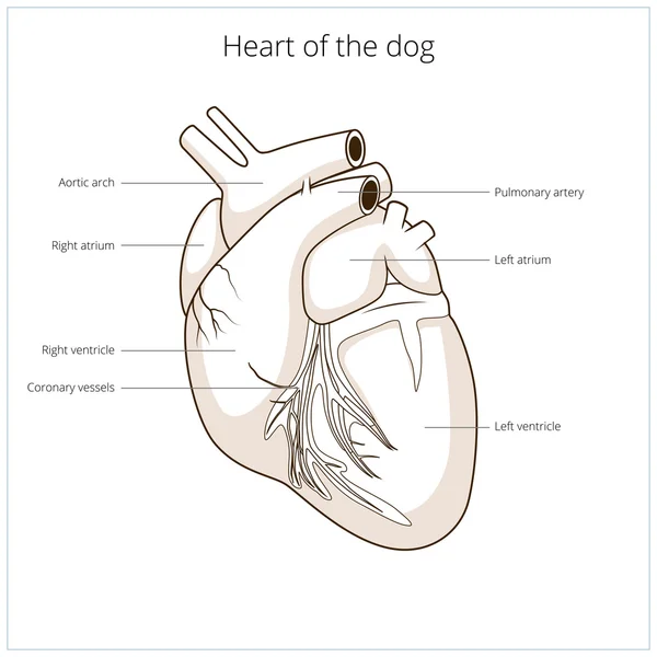 犬のベクトル図の中心部 — ストックベクタ