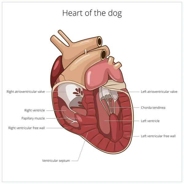 Corazón de un perro vector ilustración — Vector de stock