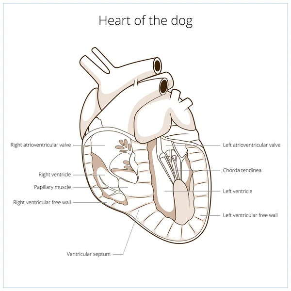 狗矢量插画的心 — 图库矢量图片