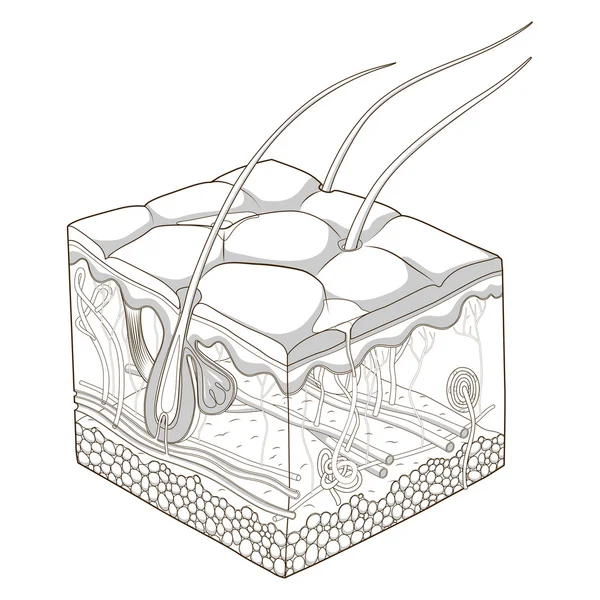 Huid structuur vectorillustratie — Stockvector