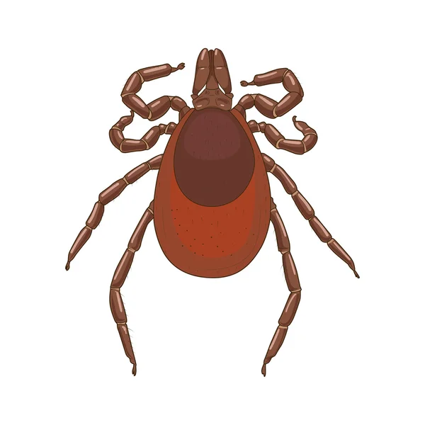 Tick mite gambar vektor serangga - Stok Vektor