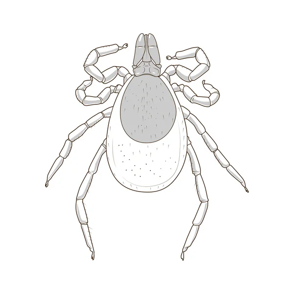 Zeckenmilbe Insektenvektor Illustration — Stockvektor