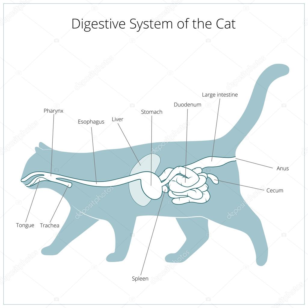 Digestive System Of Cat