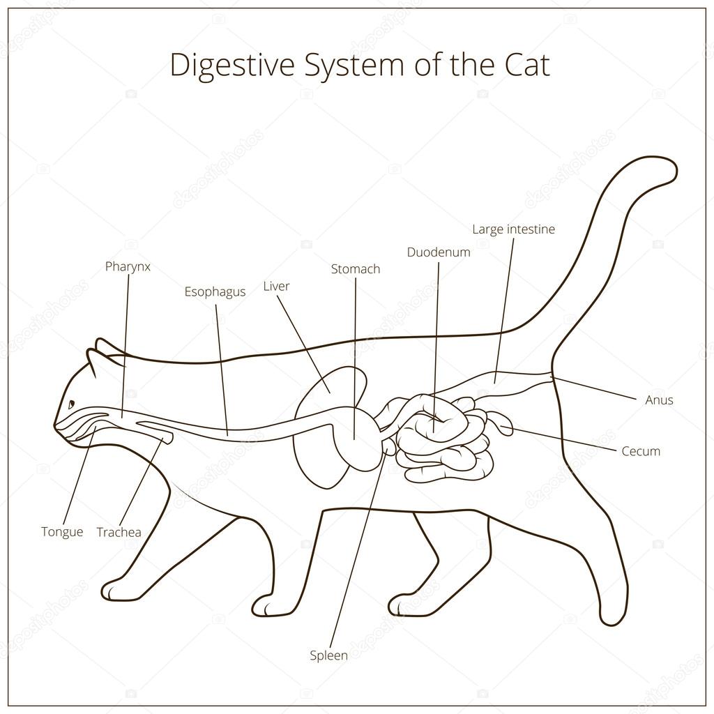 102 ilustraciones de stock de Aparato digestivo animales | Depositphotos