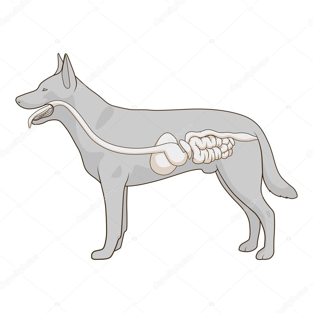 Dog 2024 digestive system