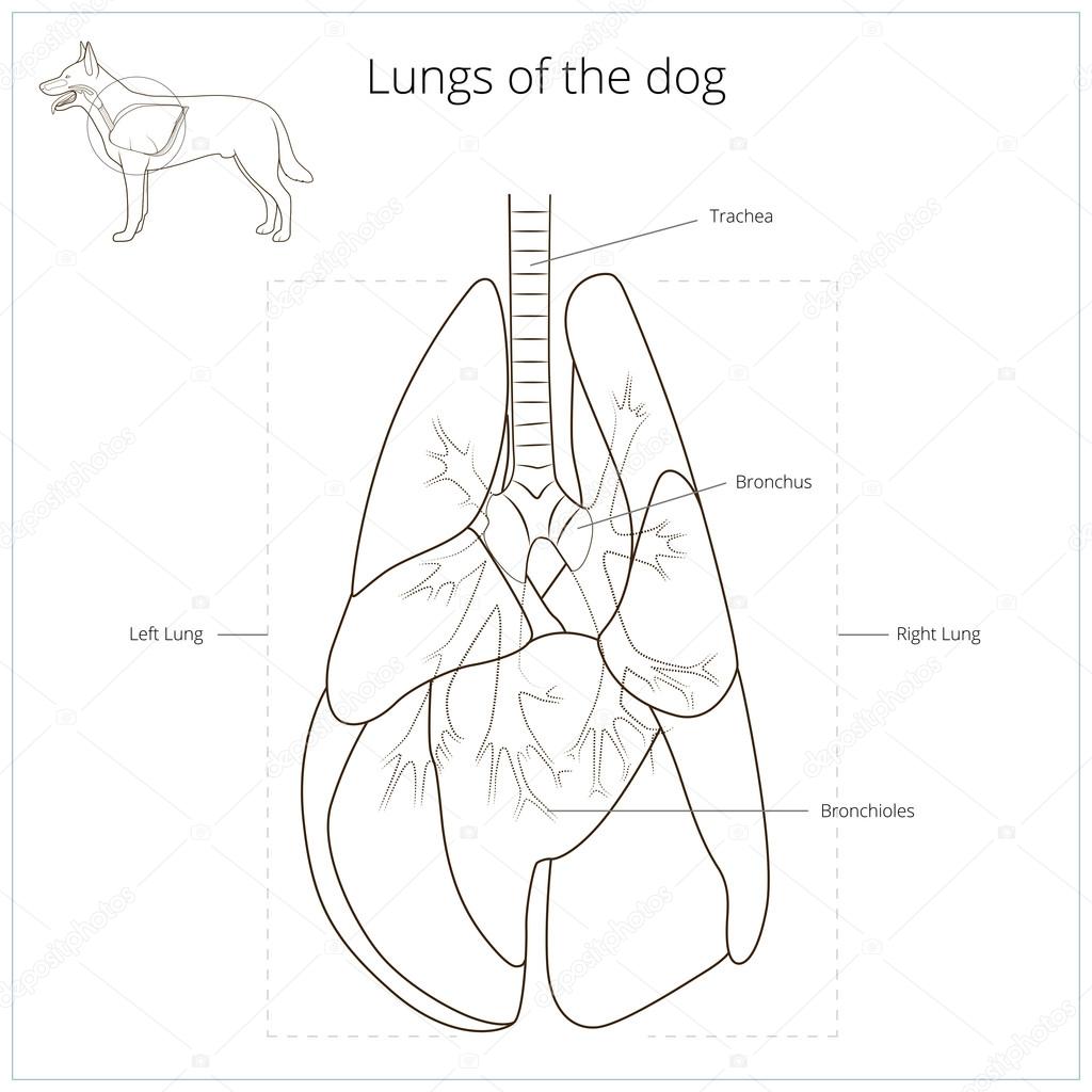 Where Are The Lungs In A Dog