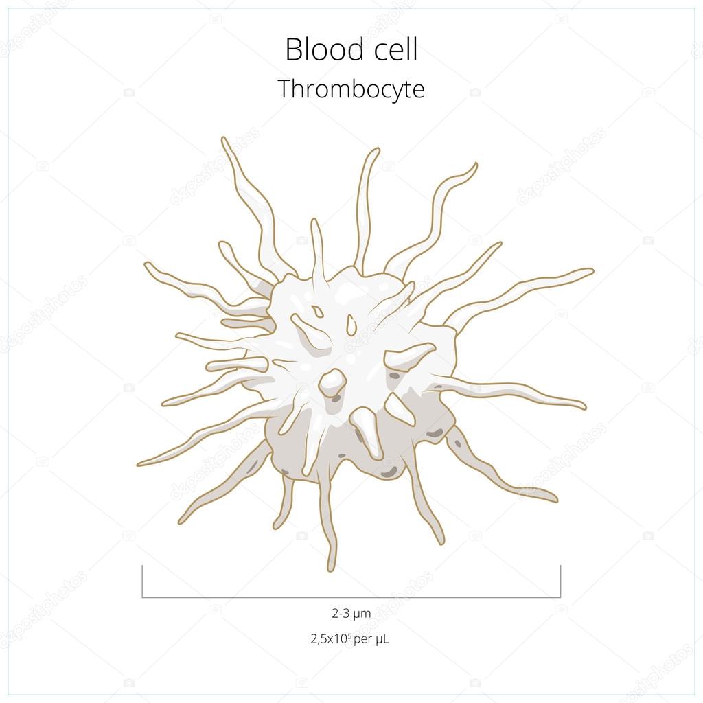 Platelet thrombocyte blood cell vector