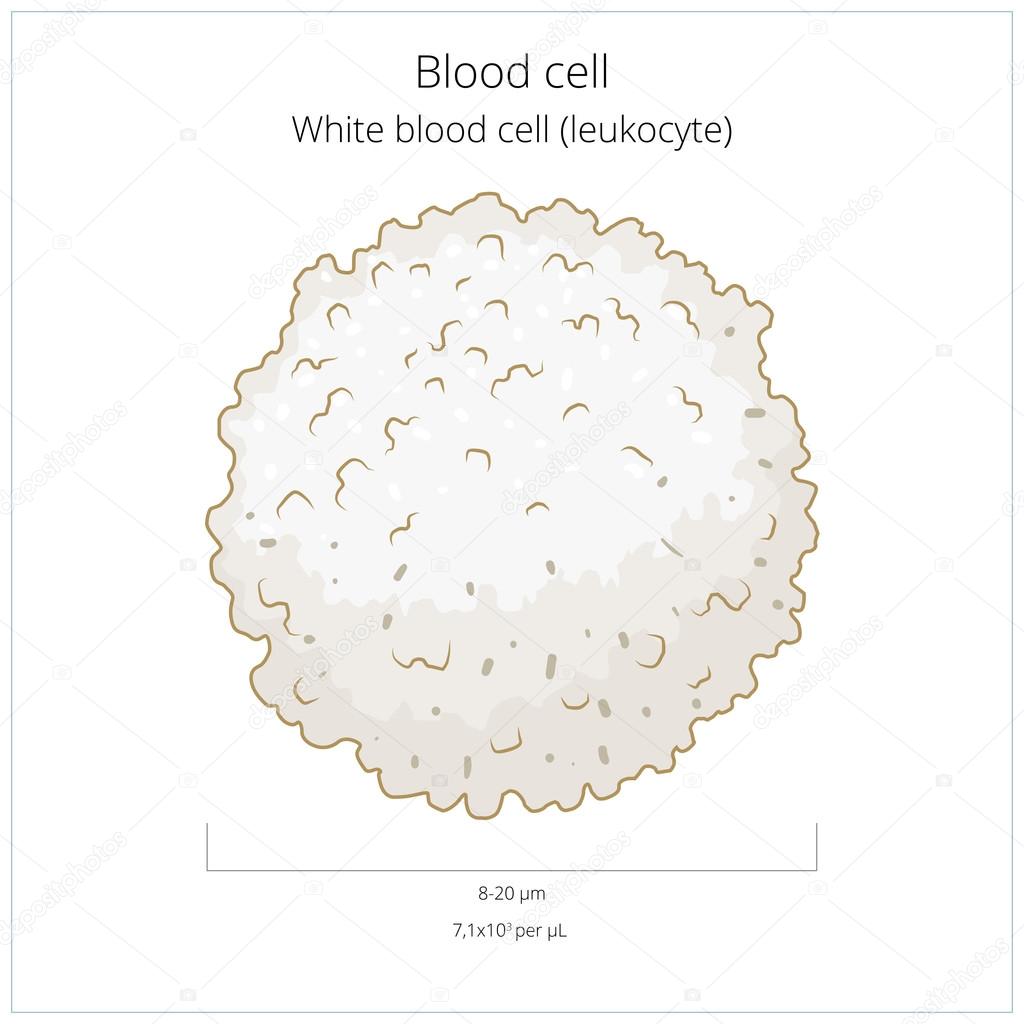 White blood cell leukocyte vector illustration
