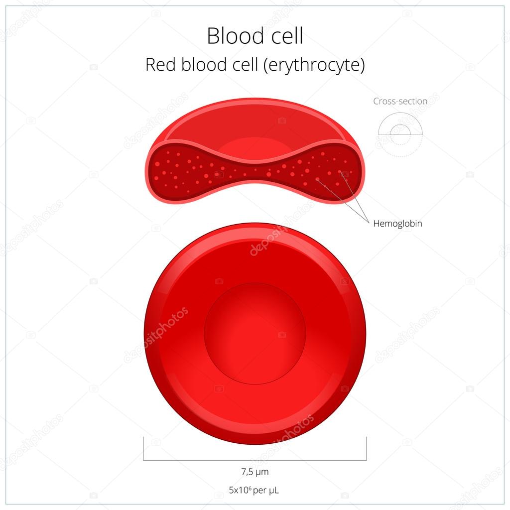 Red blood cell erythrocyte vector illustration