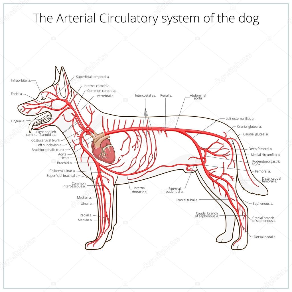 Arterial circulatory system of the dog vector