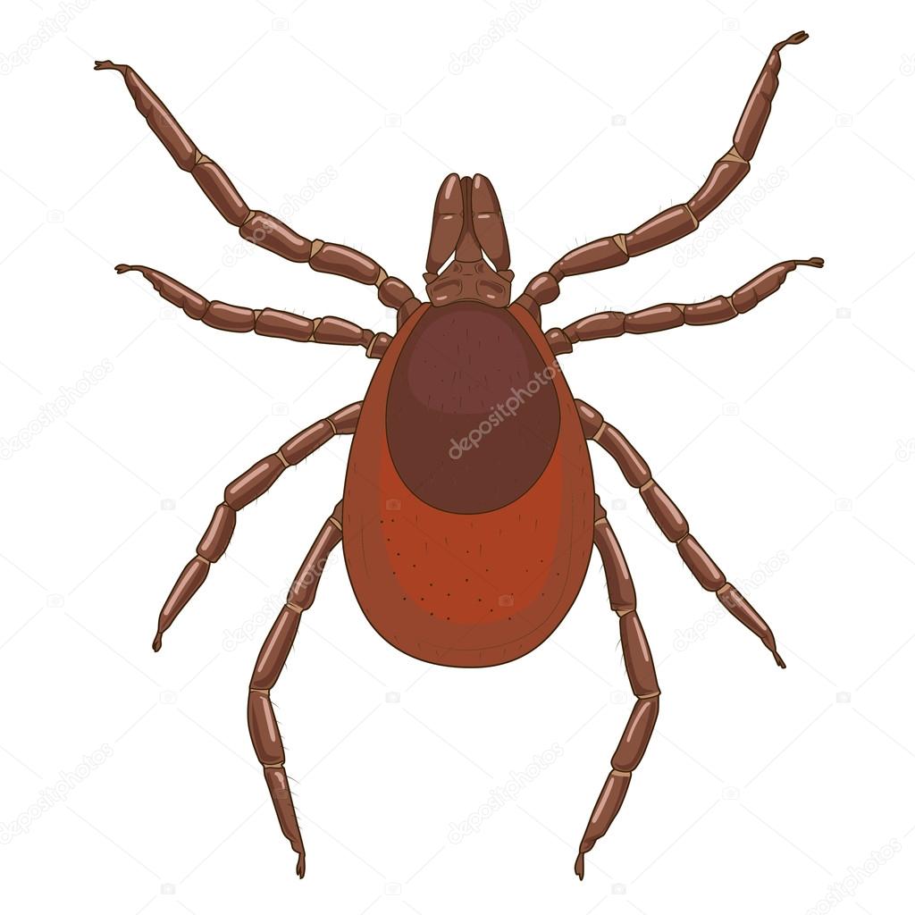 ダニ ダニ媒介昆虫イラスト ストックベクター C Alexanderpokusay ダニ ダニ媒介昆虫イラスト ストックベクター C Alexanderpokusay