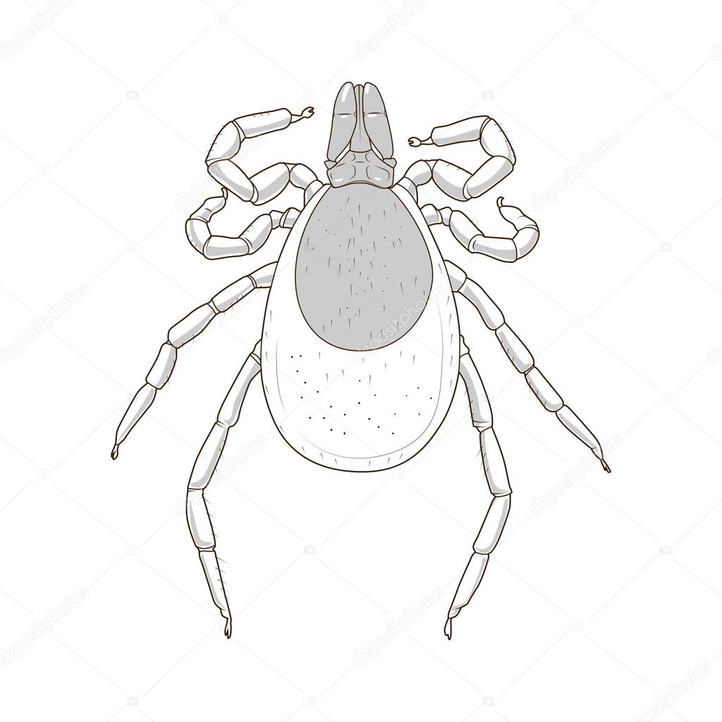 tick mite insect vector illustration