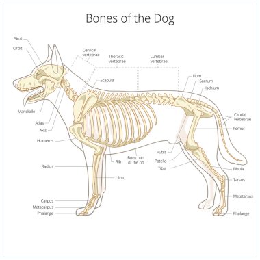 Köpek iskelet veteriner vektör çizim