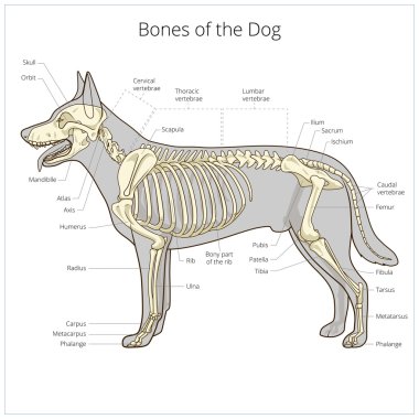 Köpek iskelet veteriner vektör çizim