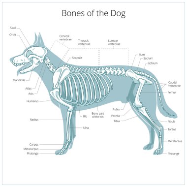 Köpek iskelet veteriner vektör çizim