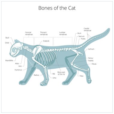 Cat skeleton veterinary vector illustration clipart