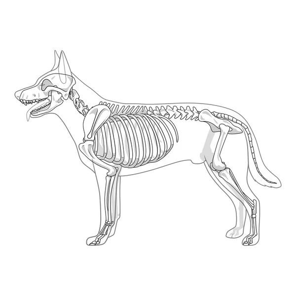 Hund skelet veterinær vektor illustration – Stock-vektor