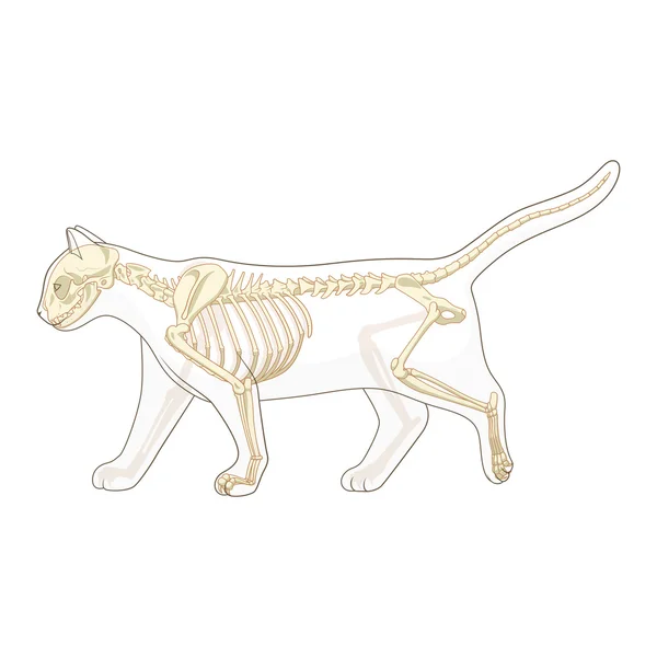 Illustrazione vettoriale veterinaria dello scheletro di gatto — Vettoriale Stock