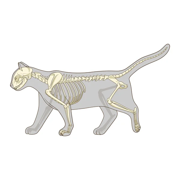 Illustrazione vettoriale veterinaria dello scheletro di gatto — Vettoriale Stock