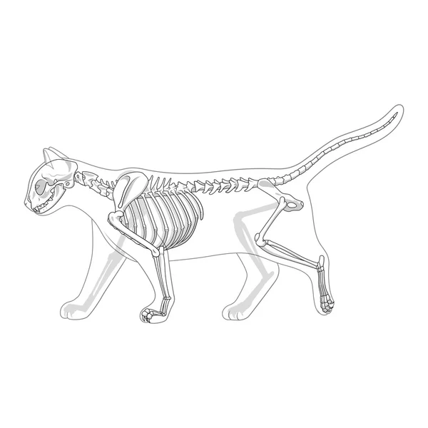 Tierärztliche Vektor-Illustration des Katzenskeletts — Stockvektor