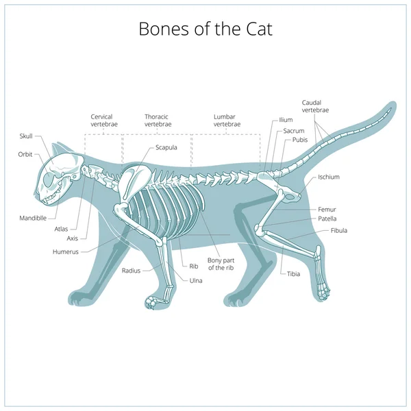 Illustration vectorielle vétérinaire squelette chat — Image vectorielle