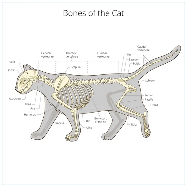Ветеринарная векторная иллюстрация скелета кота — стоковый вектор
