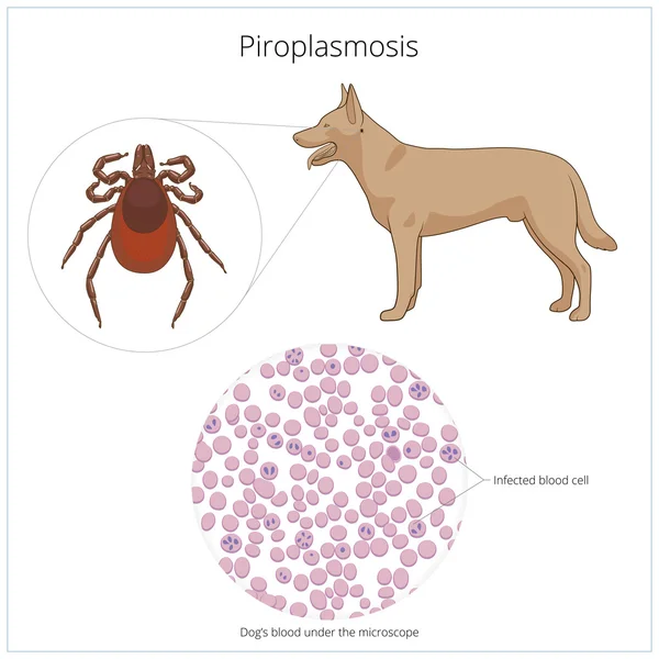 Piroplasmosis babesiosis en la ilustración de la sangre — Vector de stock