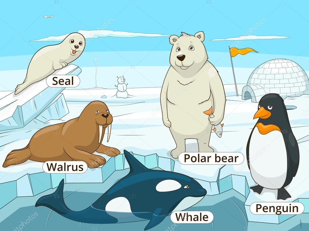 Arctic animals educational game for kids vector