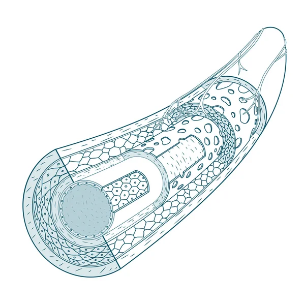 Δομή του πλέγματος ιατρική αιμοφόρο αγγείο — Φωτογραφία Αρχείου