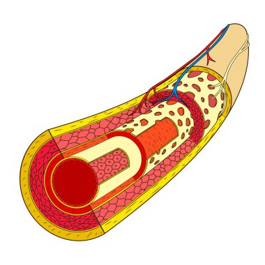 Structure of the blood vessel medical vector clipart