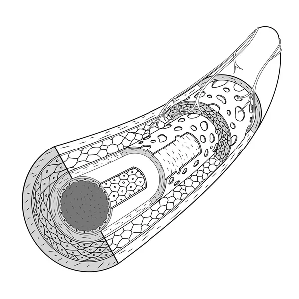 Structure du vecteur médical des vaisseaux sanguins — Image vectorielle