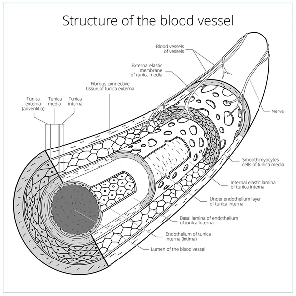 Estructura del vector médico del vaso sanguíneo — Vector de stock