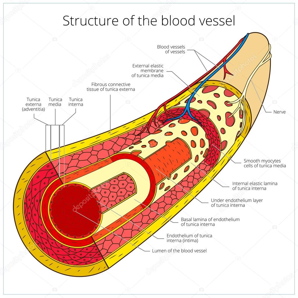 Structure of the blood vessel medical vector