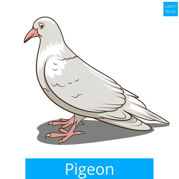 Pigeon apprendre les oiseaux vecteur de jeu éducatif — Image vectorielle