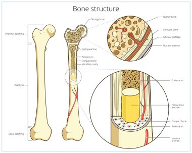 Bone structure medical educational vector clipart